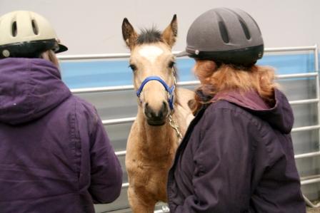 The Comprehensive Foal Gentling Course with Anna Twinney