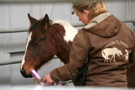 The Comprehensive Foal Gentling Course with Anna Twinney
