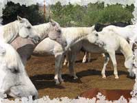 Bitterroot Ranch - Animal Communication Week