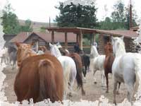 Bitterroot Ranch - Animal Communication Week