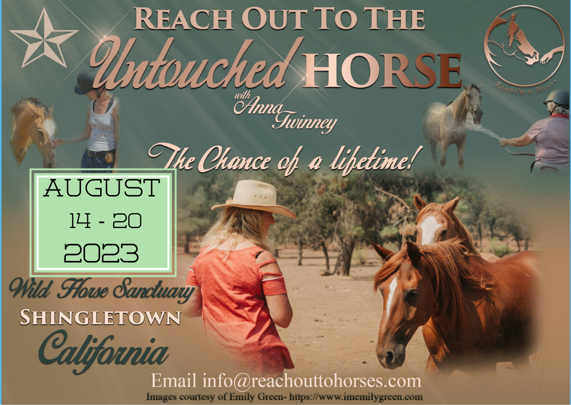 Reach Out to the Untouched Horse