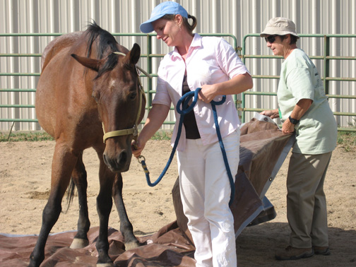 Rebecca, Elizabeth, horse and a tarp