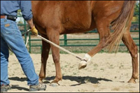 Assisting a young colt to overcome his fear of restriction and tendency to kick all in preparation for the farrier